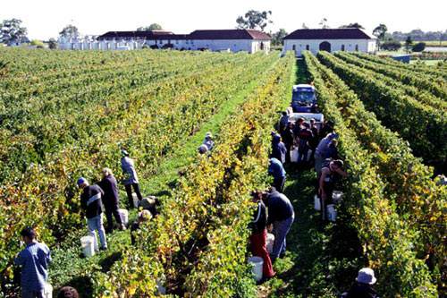 酿酒葡萄种植的物理环境